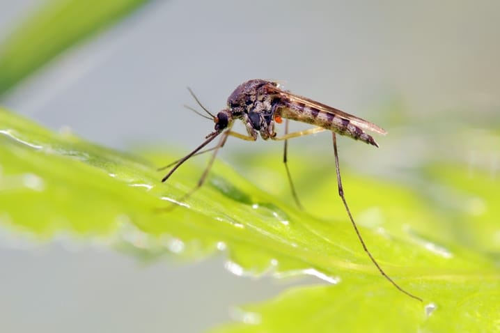 How to Install a Mosquito Misting System for Your Home